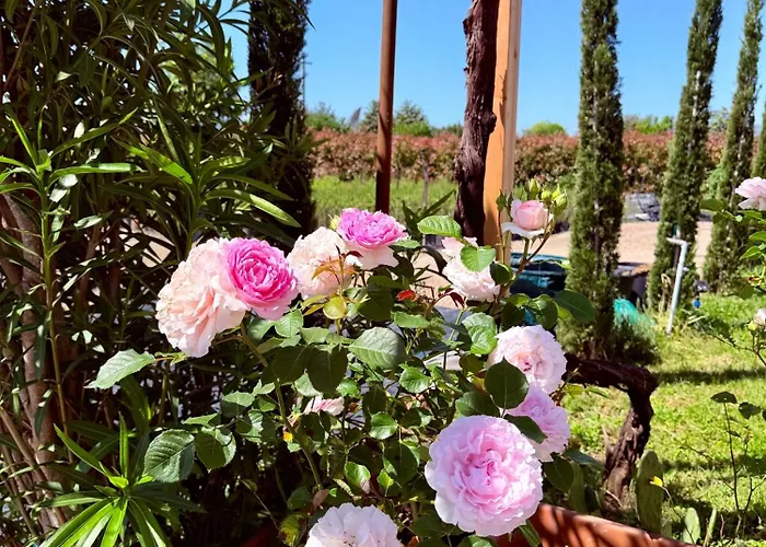 The Tuscany Rose